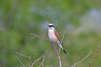 788A9850-2 Grauwe klauwier 17-05-24 Dwingelderveld.jpg