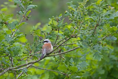 grauwe klauwier-red-backed shrike-Lanius Corrurio