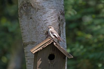 788A9558 Bonte vliegenvanger 13-05-24 Dwingelderveld.jpg
