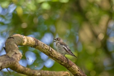 788A9763 Bonte vliegenvanger 15-05-24 Dwingelderveld.jpg