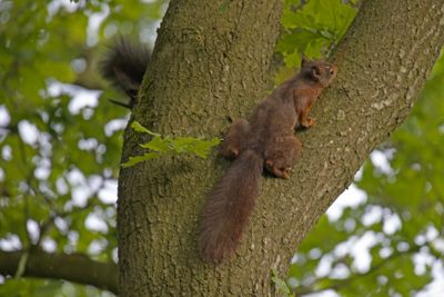 788A9566 Eekhoorn 13-05-24 Dwingelderveld.jpg