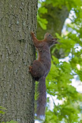 eekhoorn - squirrel - Sciurus vulgaris