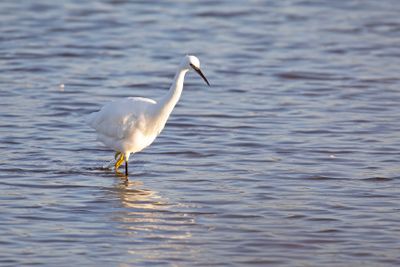 788A2778 Kleine zilverreiger 03-11-24  Nieuwe driemanspolder.jpg