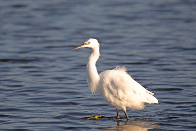 788A2798 Kleine zilverreiger 03-11-24 Nieuwe driemanspolder.jpg
