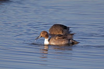 pijlstaart - Northern) Pintail - Anas acuta