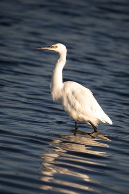 788A2809 Kleine zilverreiger 03-11-24 Nieuwe driemanspolder.jpg