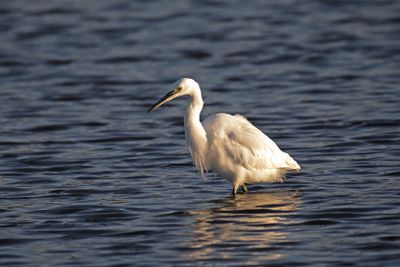 788A2791 Kleine zilverreiger  03-11-24 Nieuwe driemanspolder.jpg