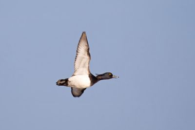 kuifeend - Tufted Duck - Athya fuligula, 