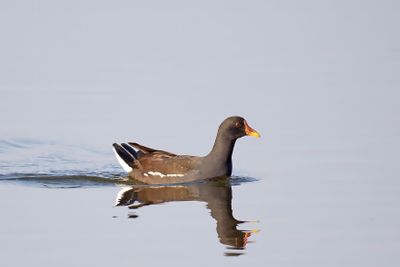 waterhoen, common moorhen, gallinula chloropus