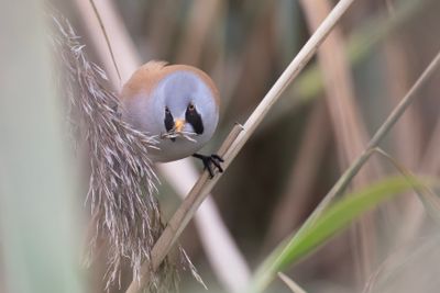 baardman - Bearded Reedling, Panurus biarmicus