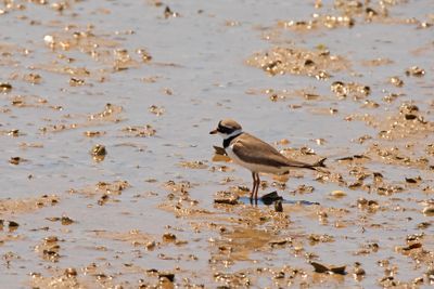 bontbekplevier - Ringed Plover - Charadrius hiaticula