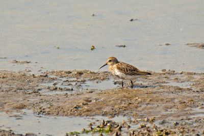 bonte strandloper - dunlin - Calidris alpina
