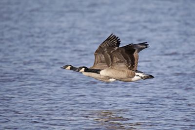 canadese gans - Greater Canada Goose - Branta canadensis