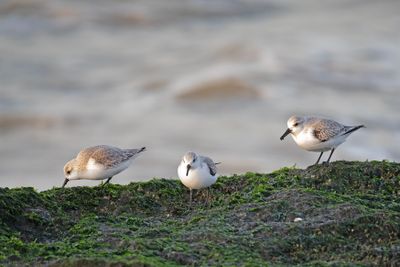 788A3058 Drieteenstrandlopers Zuidier IJmuiden 01-12-2024.jpg