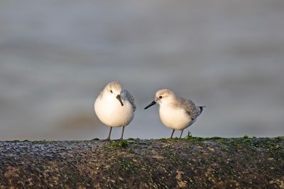 788A3122 Drieteenstrandlopers 01-12-24 Zuidpier Ijmuiden.jpg