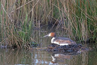 Fuut - Great Crested Grebe - Podiceps cristatus,
