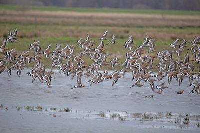 grutto - blacktailed gotwit- Limosa limosa