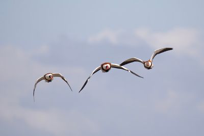 bergeend - Shelduck - Tadorna tadorna