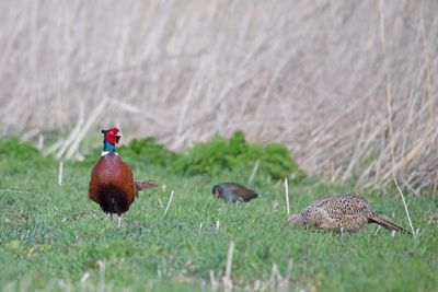 Fazant - Pheasant - Phasianus colchicus