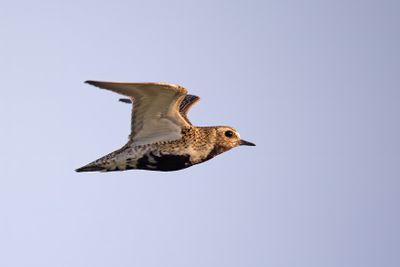 Goudplevier - Golden Plover - Pluvialis apricaria