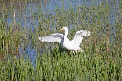 grote zilverreiger -  Great Egret - Casmerodius albus,