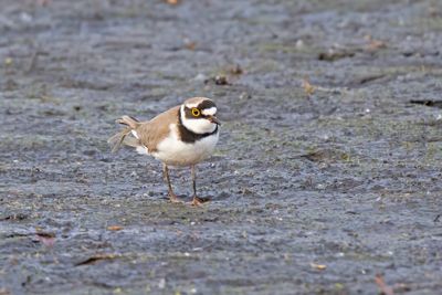 kleine plevier - Little Ringed Plover - Charadrius dubius