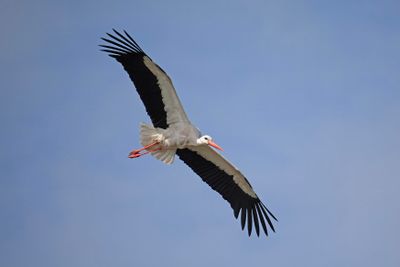 ooievaar -  White Stork - Ciconia ciconia