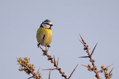 pimpelmees - Blue Tit - Cyanistes caeruleus, 