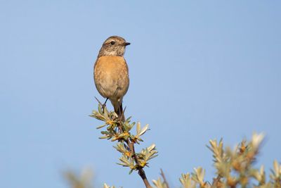 roodborsttapuit -  Stonechat - Saxicola rubicola,