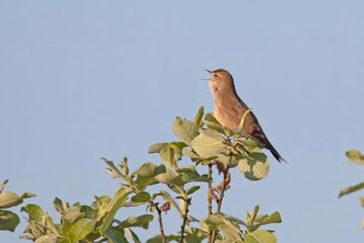 snor - Savi's Warbler - Locustella luscinioides,