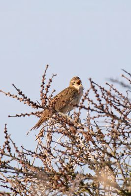 sprinkhaanzanger - Grasshopper Warbler -  Locustella naevia