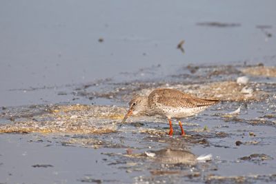 tureluur - Redshank - Tringa totanus, 