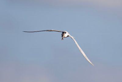 visdief - , Common Tern - Sterna hirundo