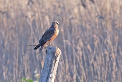 bruine kiekendief - Marsh Harrier - Circus aeruginosus
