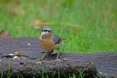 788A8298 Boomklever Rabbit Hill 18-09-2025.jpg