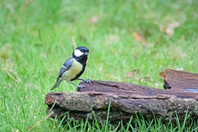 788A8336 Koolmees man Rabbitt Hill 19-09-2025.jpg