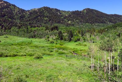IMG_8747.jpg