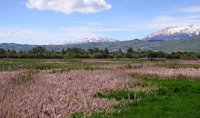 IMG_0781.jpg