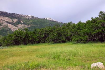 IMG_0968.jpg