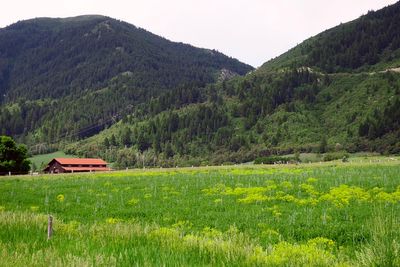 IMG_0980.jpg