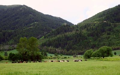 IMG_0986.jpg