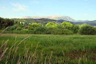 IMG_1159.jpg