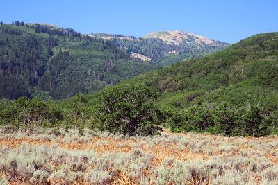 IMG_1218.jpg