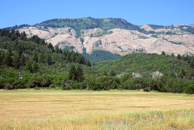 IMG_1229.jpg