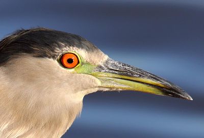 heron