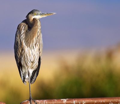 heron