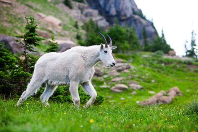 mountain_goats