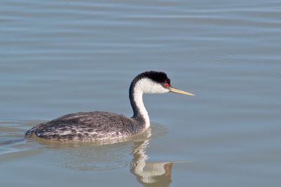 PICT0379.jpg