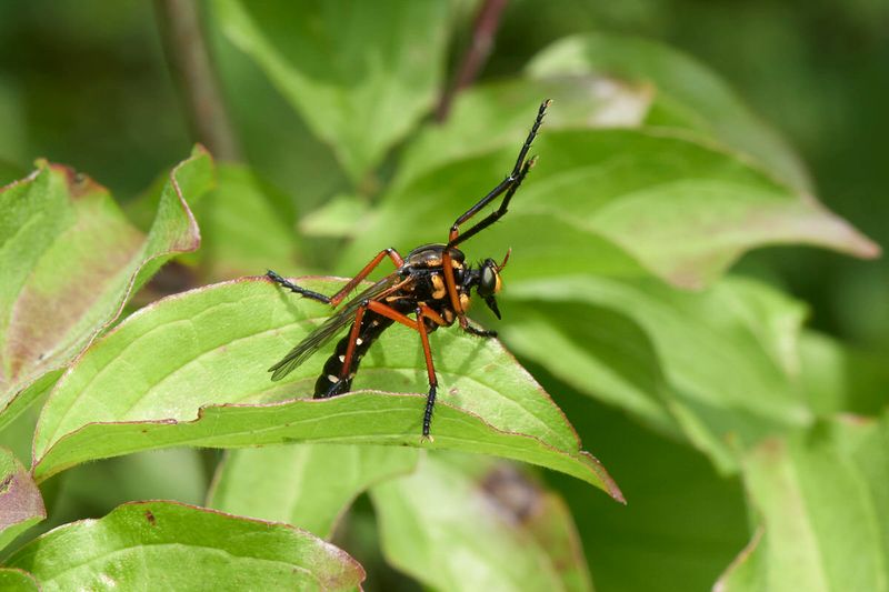 Molobratia teutonus