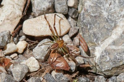 Thomisidae - Crab spiders